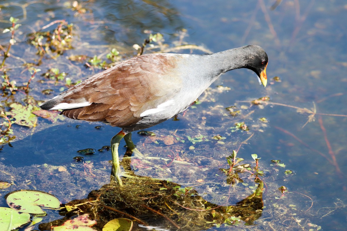 Amerika Sutavuğu - ML645075769