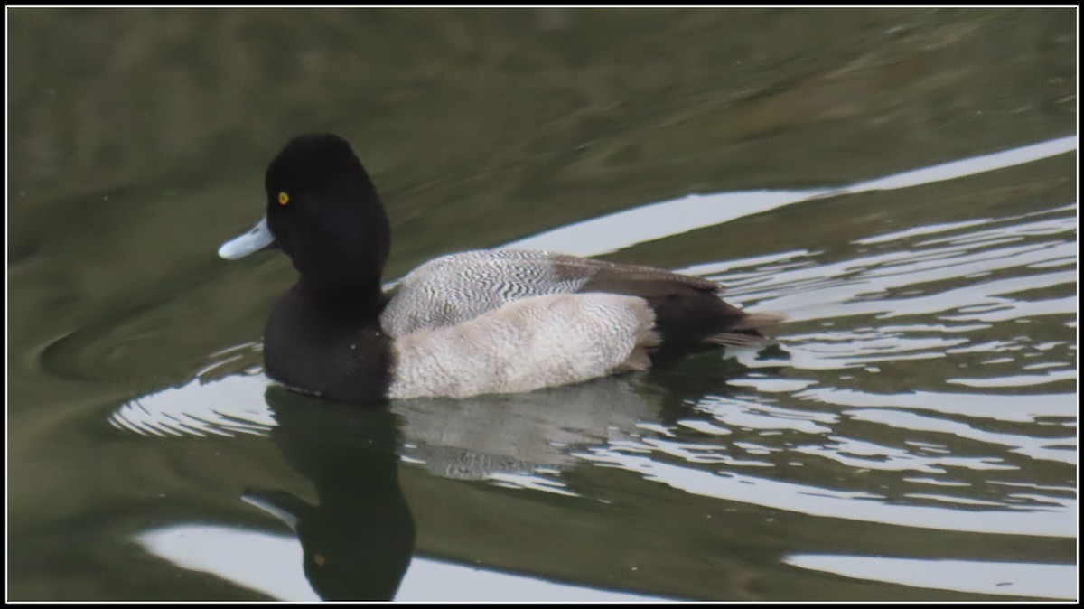 コスズガモ - ML645075770