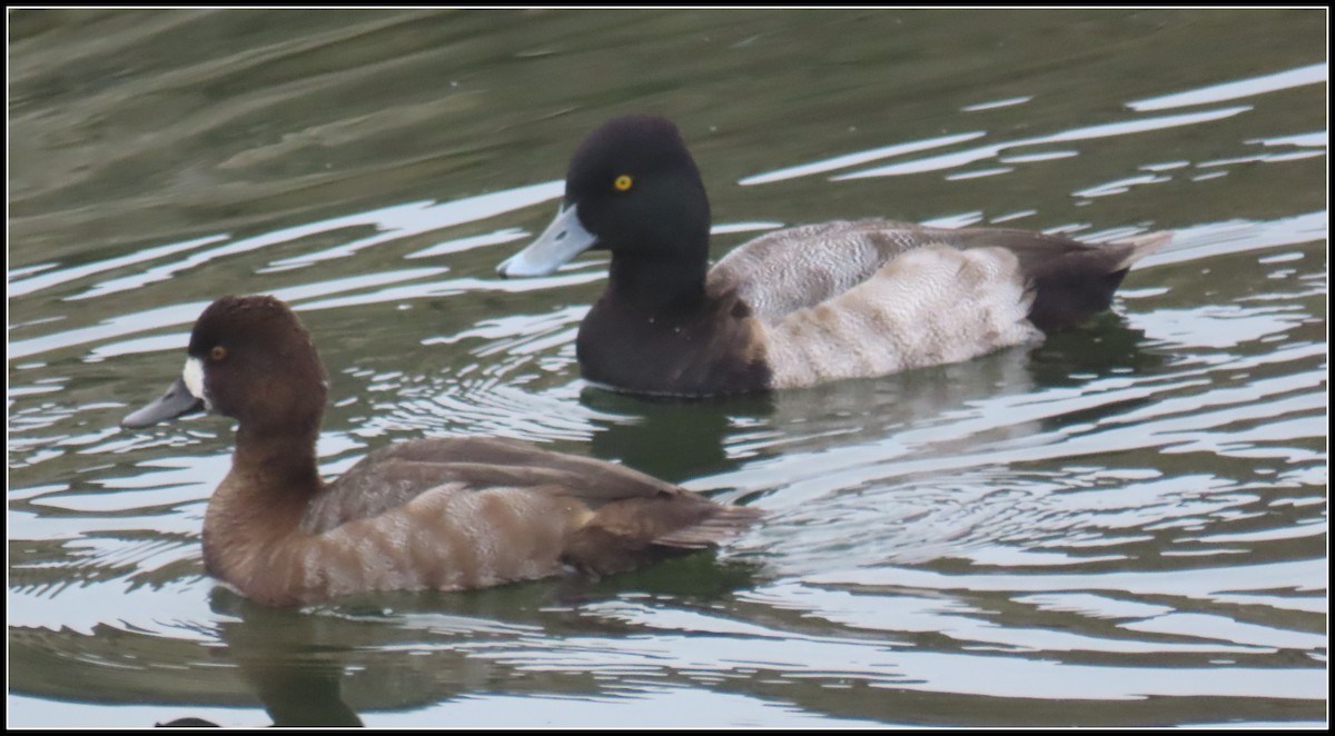 コスズガモ - ML645075771