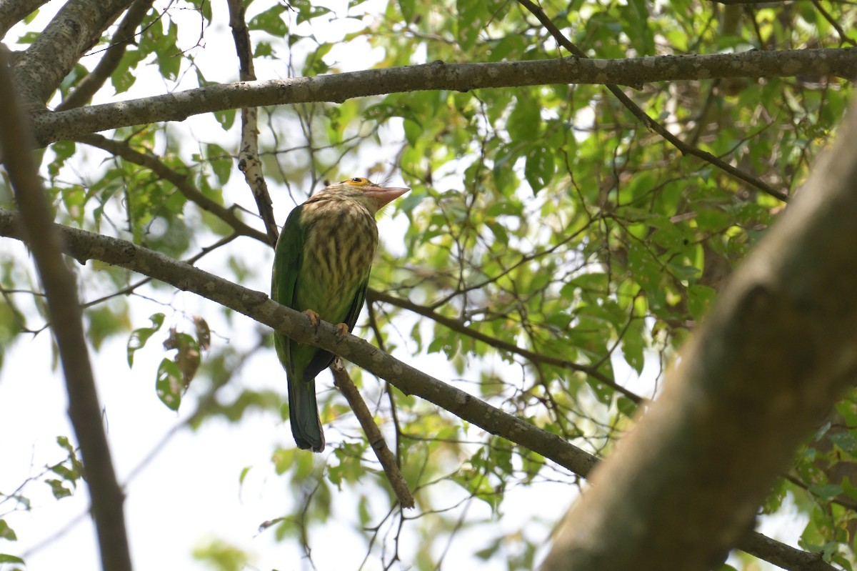 シロボシオオゴシキドリ - ML645075775