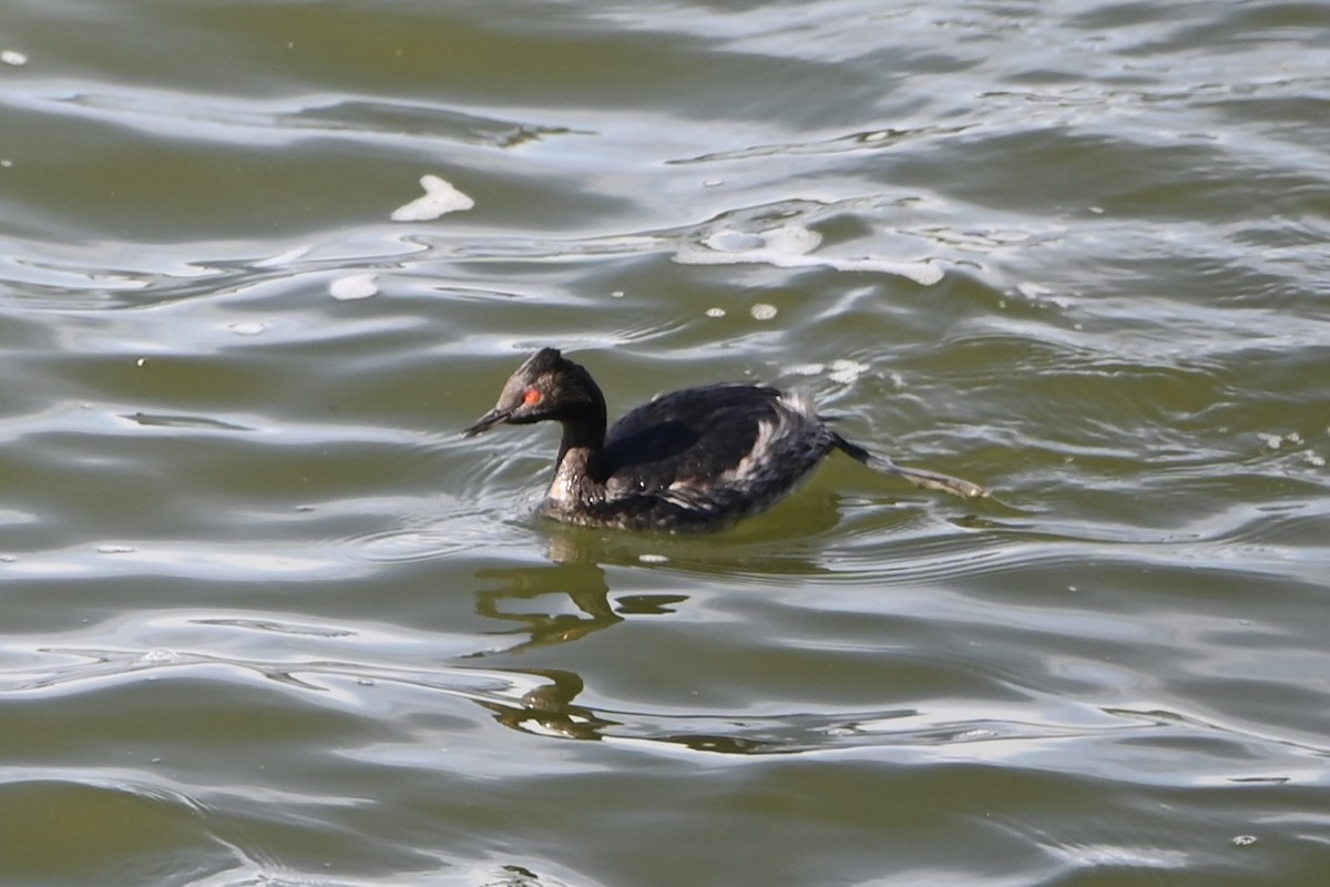 Schwarzhalstaucher - ML645075791