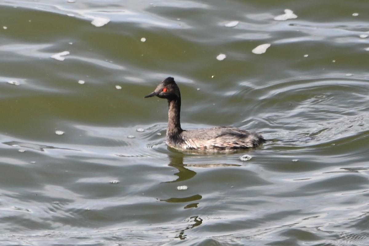 Schwarzhalstaucher - ML645075792