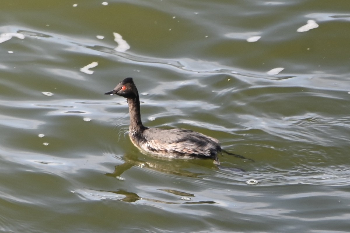 Schwarzhalstaucher - ML645075793