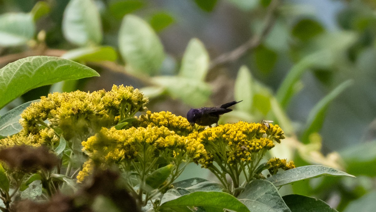Purple-backed Thornbill - ML645075795