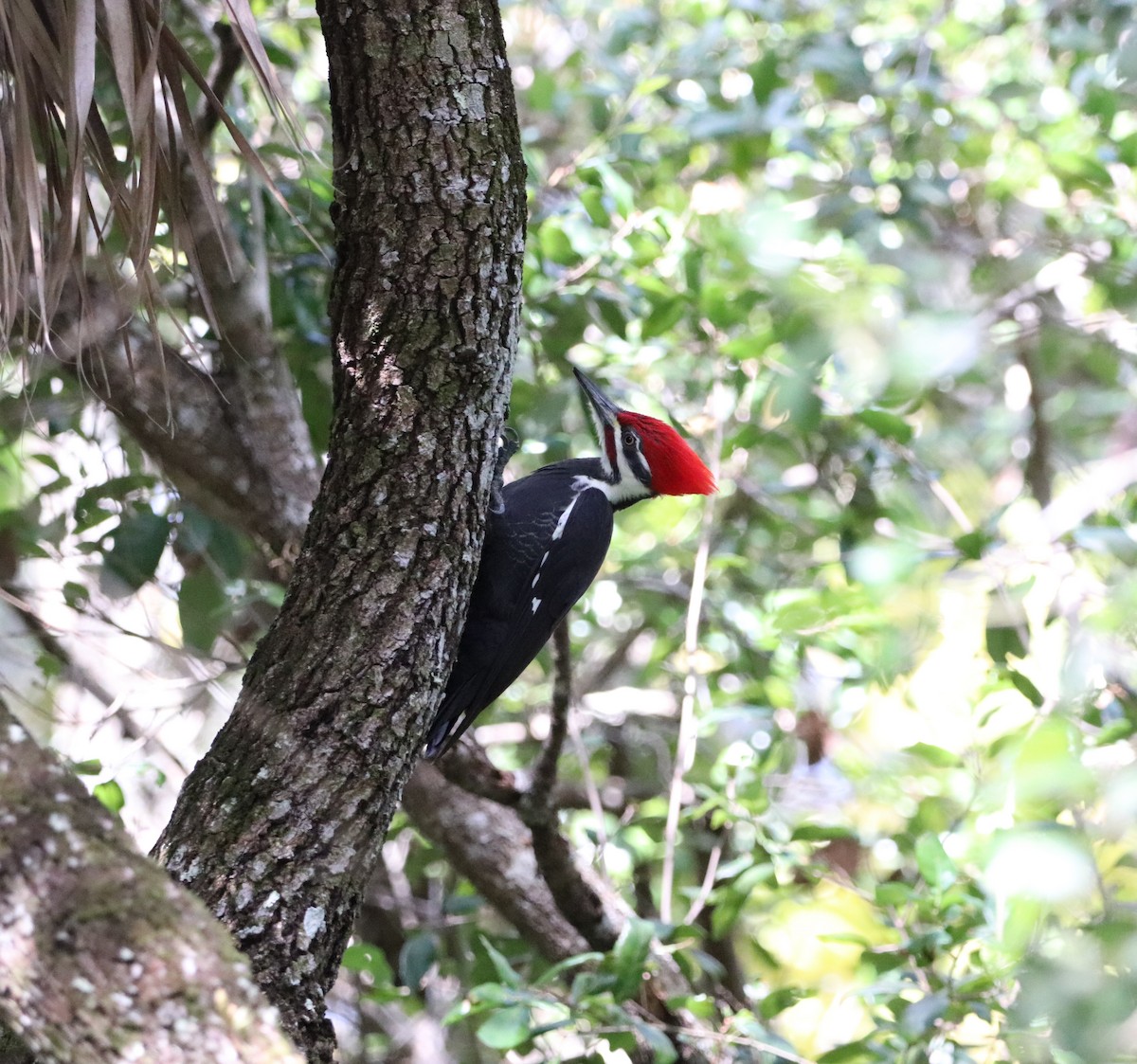 datel chocholatý - ML645075812
