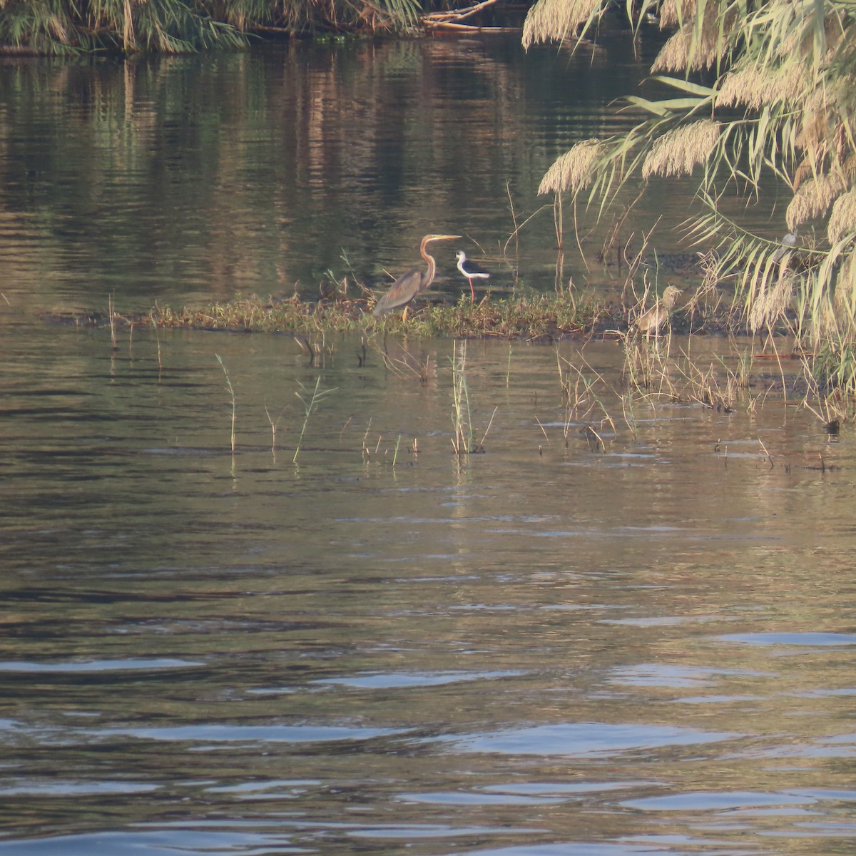 Zankaluze eurasiarra - ML645075814