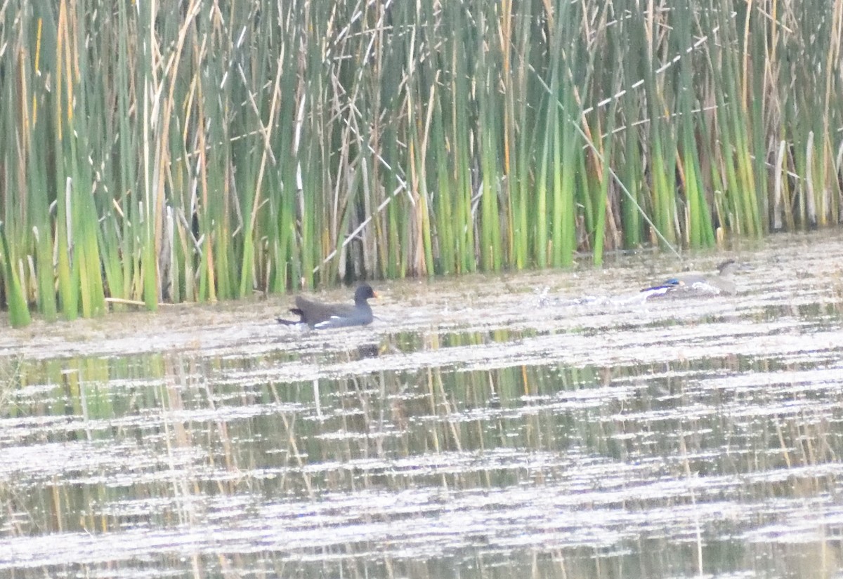 Amerika Sutavuğu - ML645075816