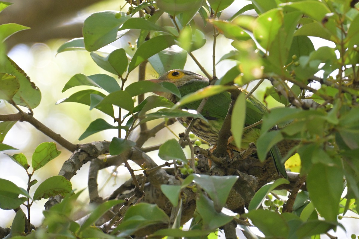 シロボシオオゴシキドリ - ML645075823