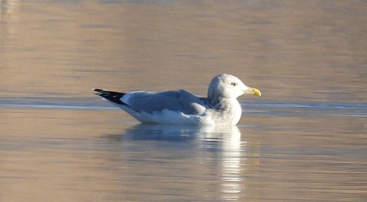 American Herring Gull - ML645075825