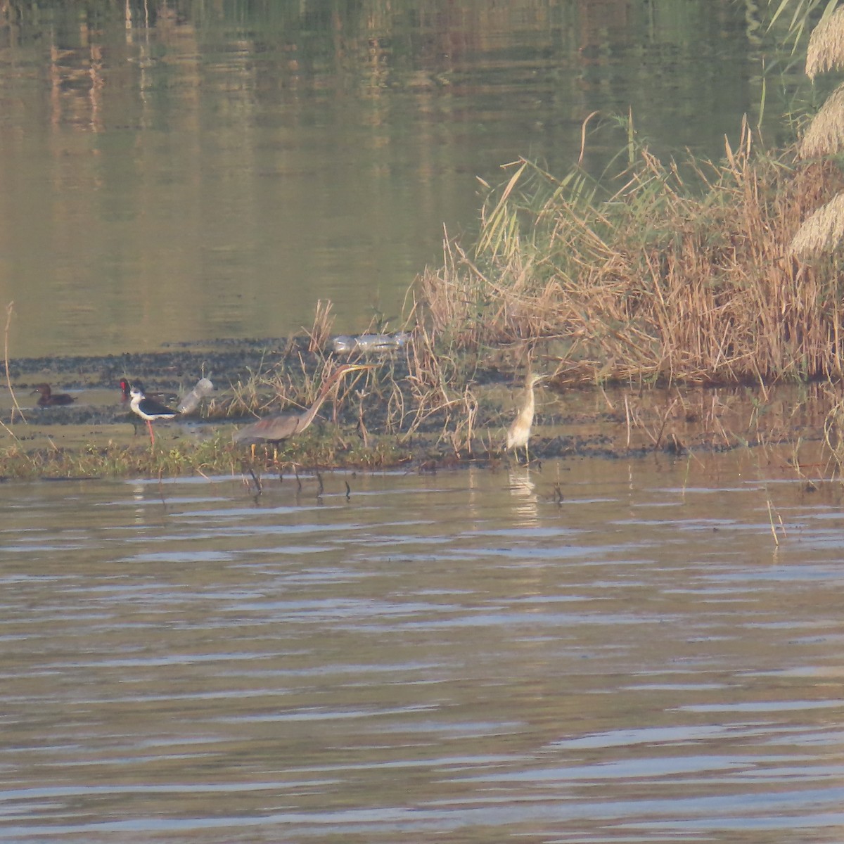 Zankaluze eurasiarra - ML645075838