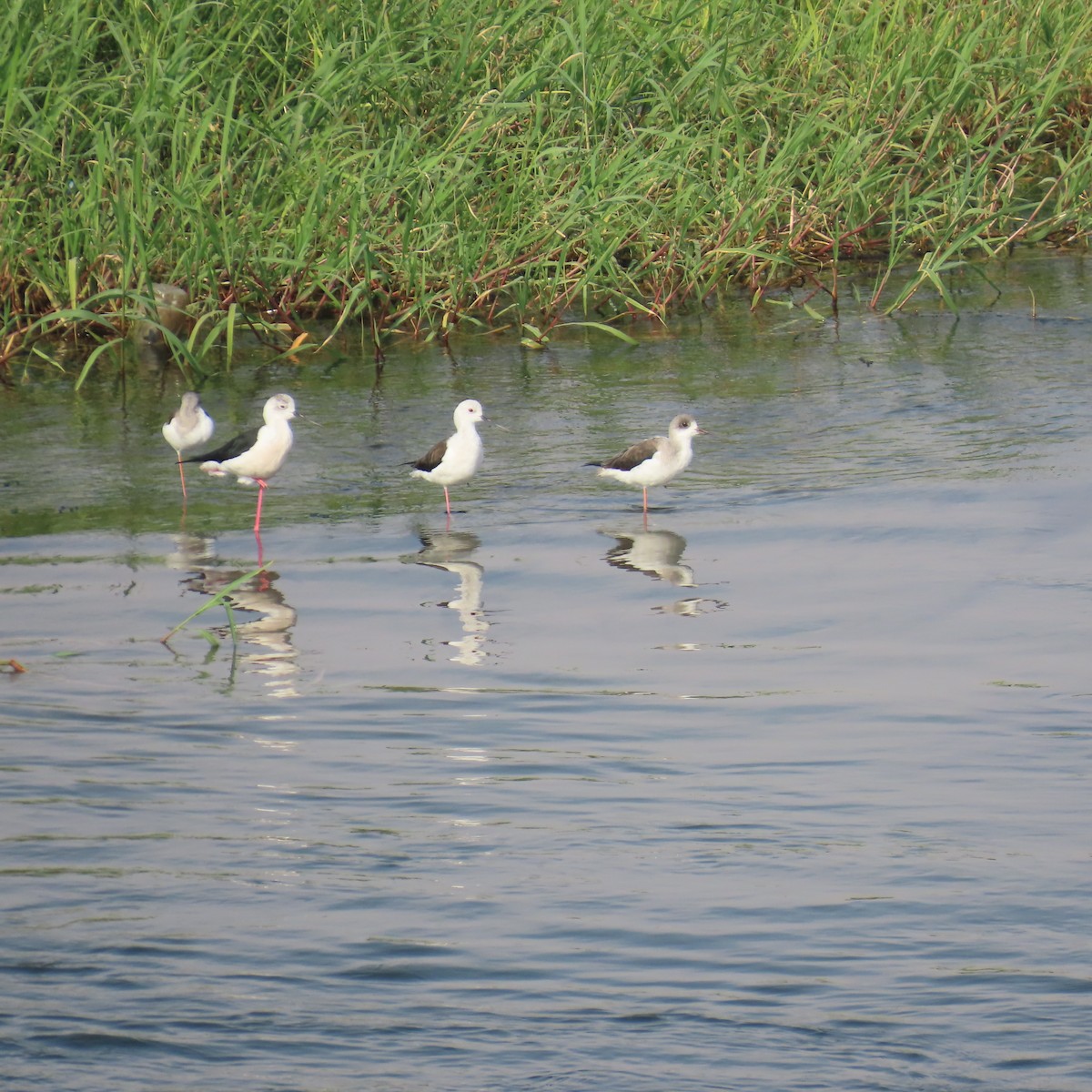 Zankaluze eurasiarra - ML645075839