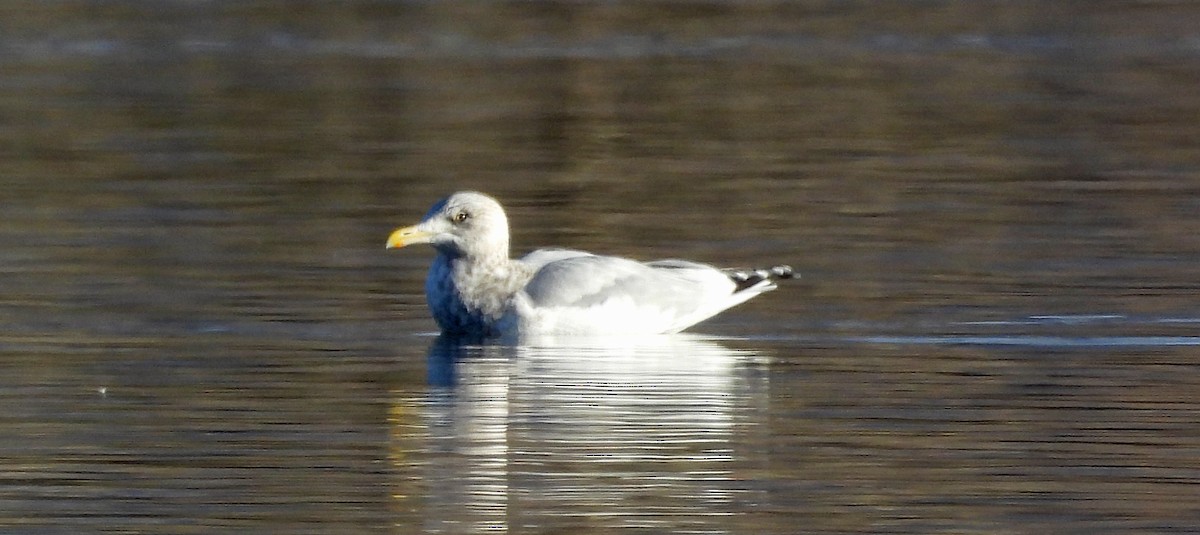 American Herring Gull - ML645075842