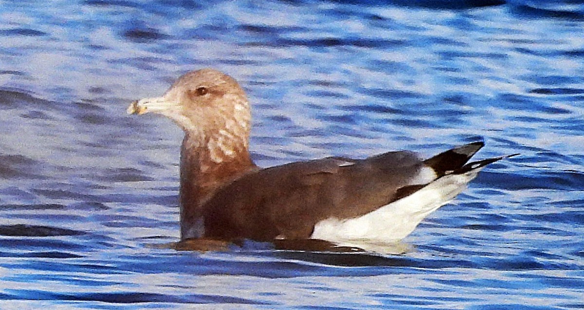 California Gull - ML645075880