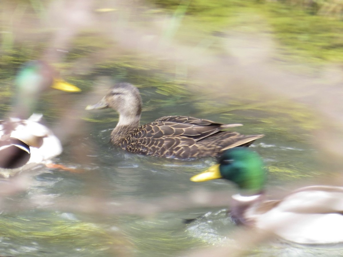 rødfotand - ML645075923