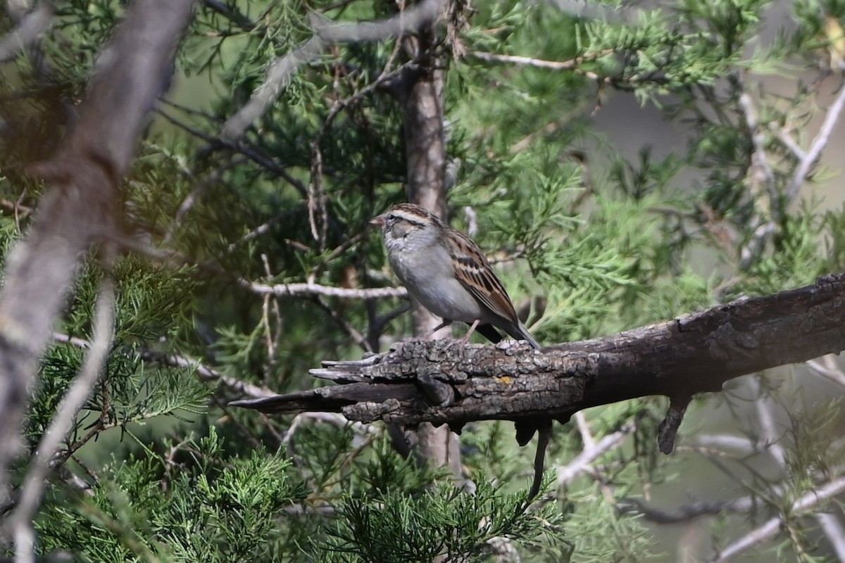 Chipping Sparrow - ML645075928