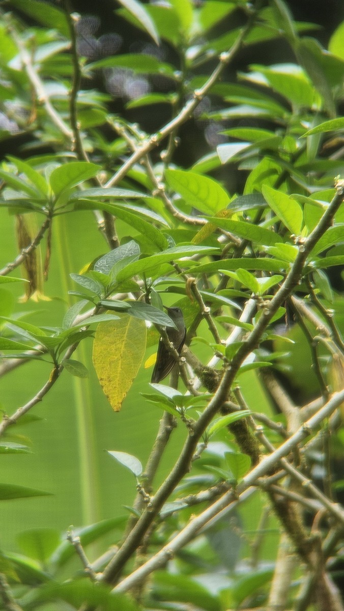 Scaly-breasted Hummingbird - ML645075942