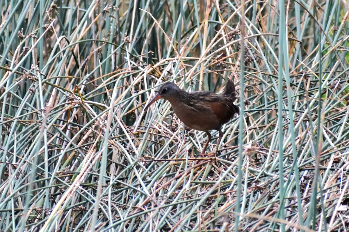 Пастушок віргінський - ML645075967