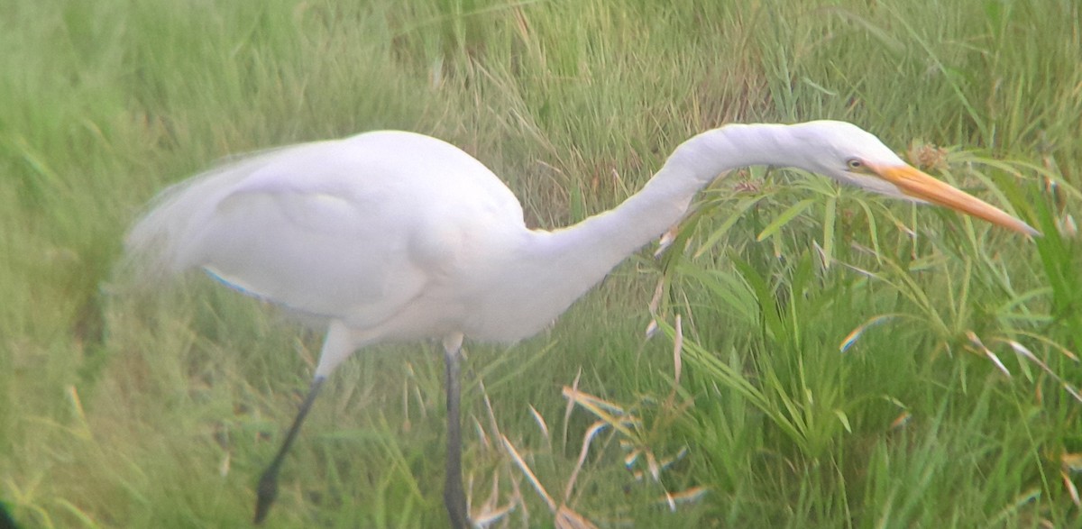 Great Egret - ML645075976