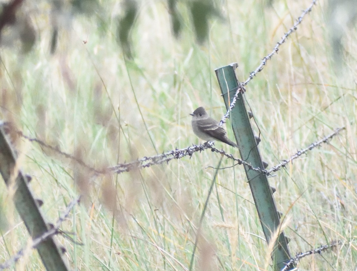Western Wood-Pewee - ML645075978
