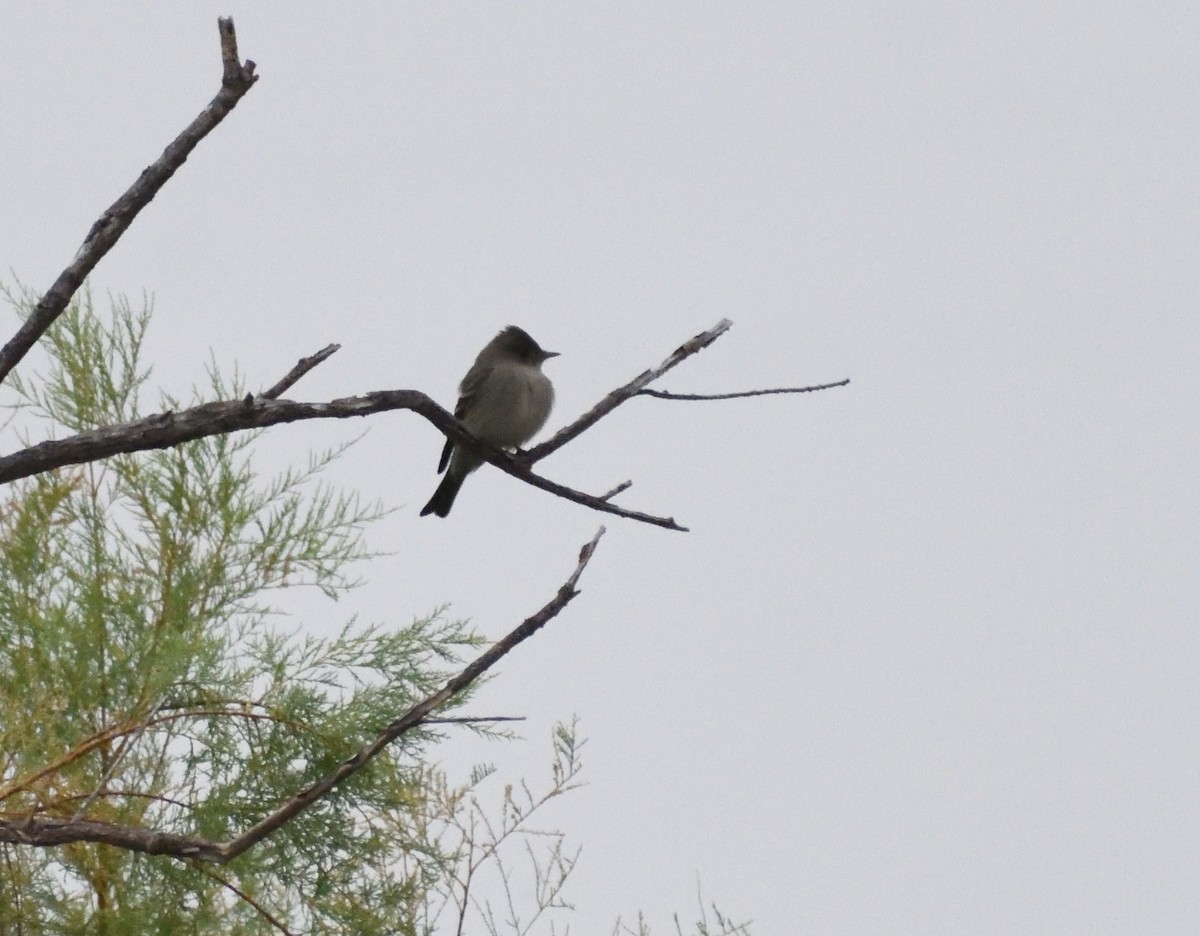 Western Wood-Pewee - ML645075986