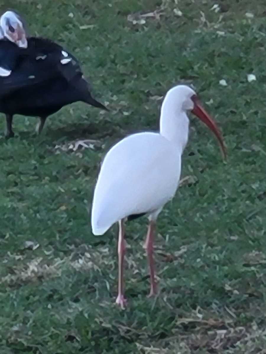 White Ibis - ML645075990