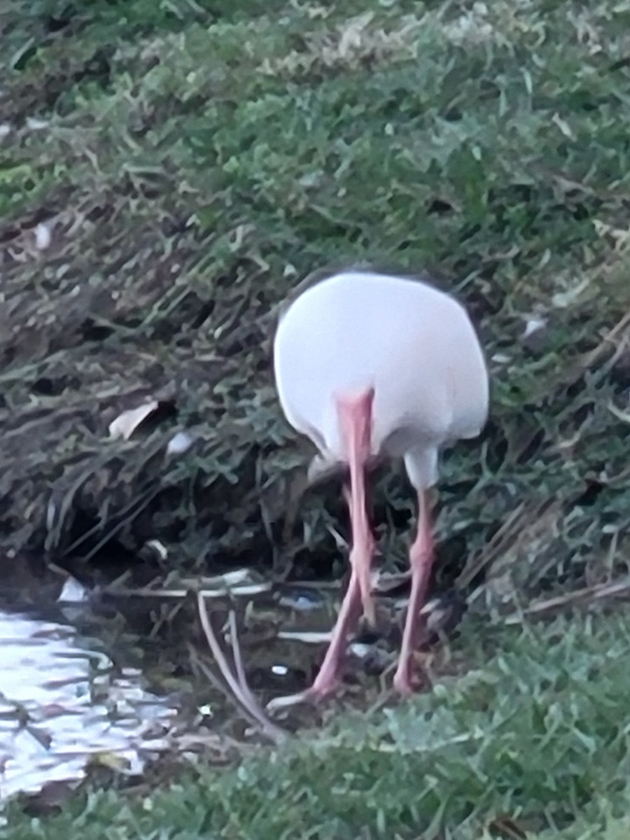 White Ibis - ML645075991