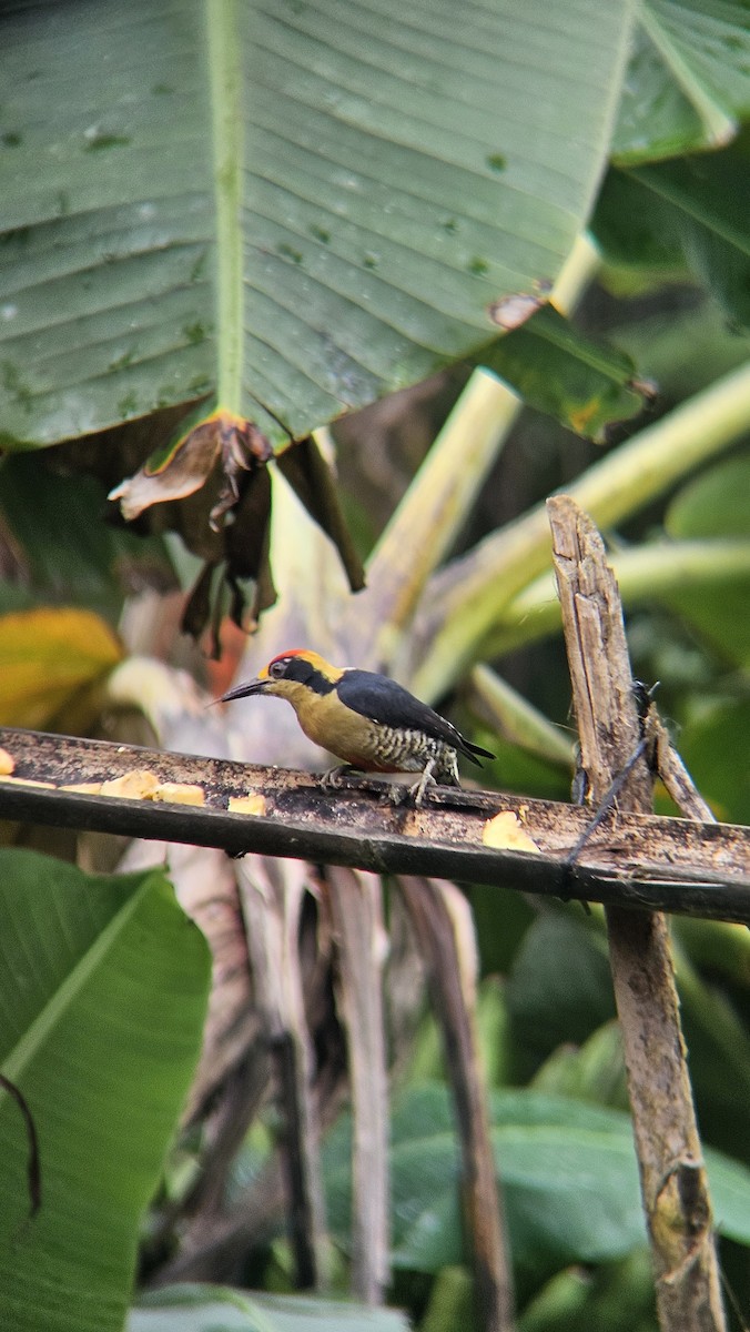 Golden-naped Woodpecker - ML645075996