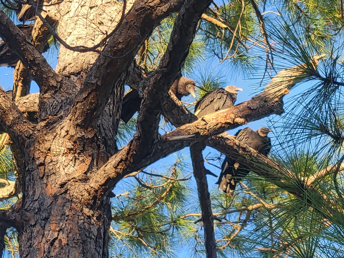 Black Vulture - ML645076002