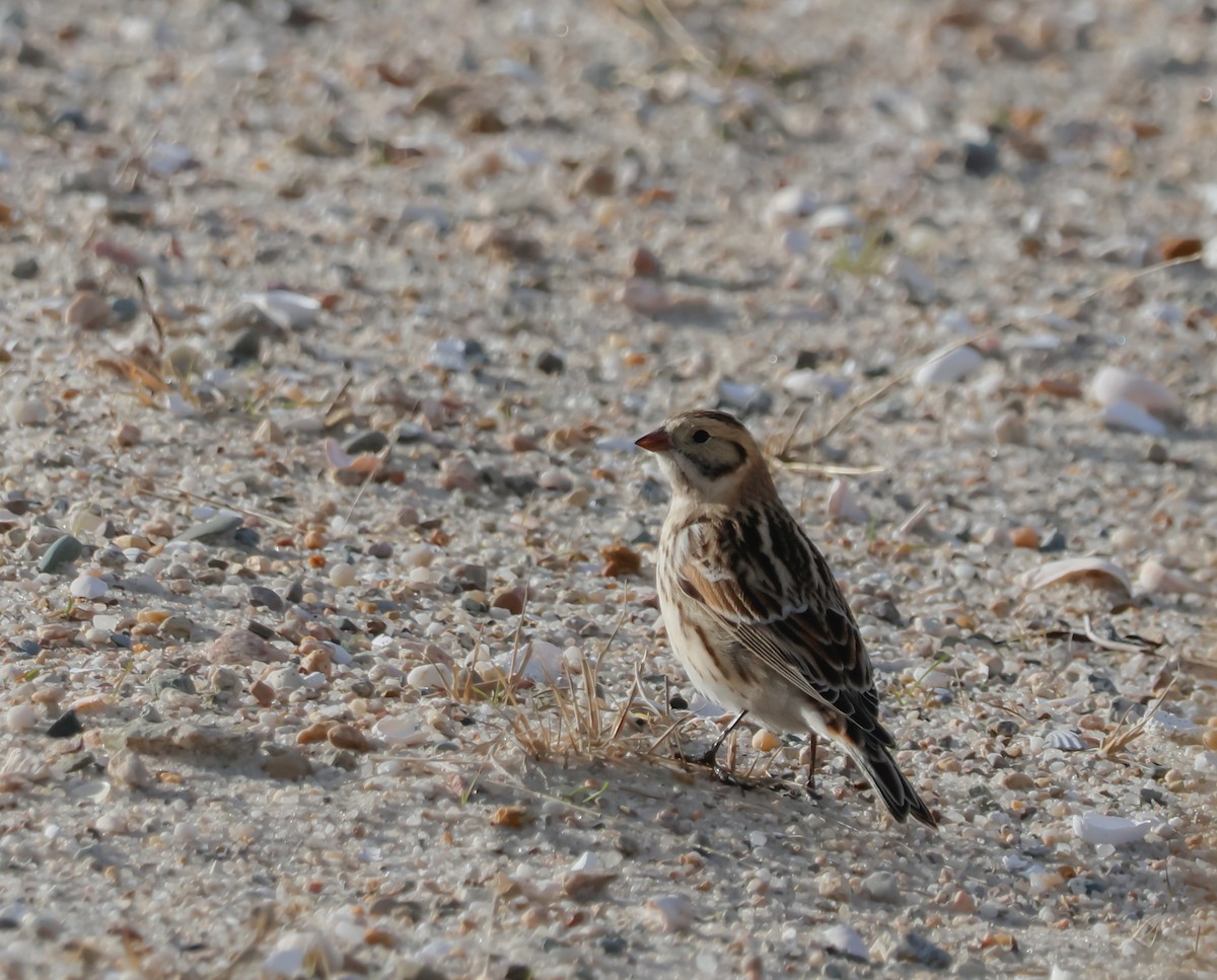 Lapland Longspur - ML645076023