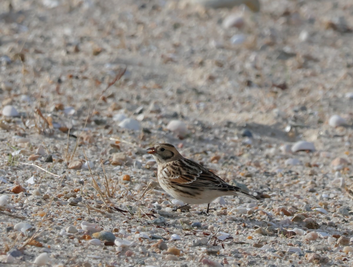 Lapland Longspur - ML645076024