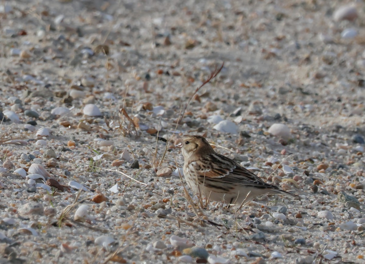 Lapland Longspur - ML645076025