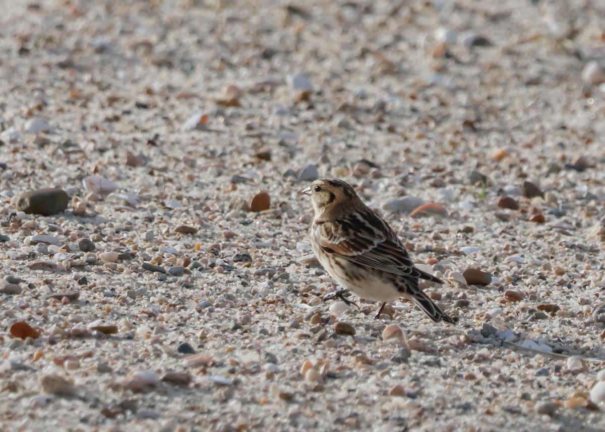 Lapland Longspur - ML645076026