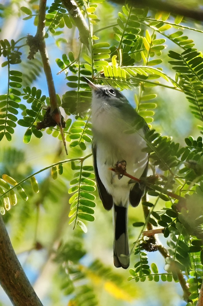 Комароловка сиза [група obscura] - ML645076030
