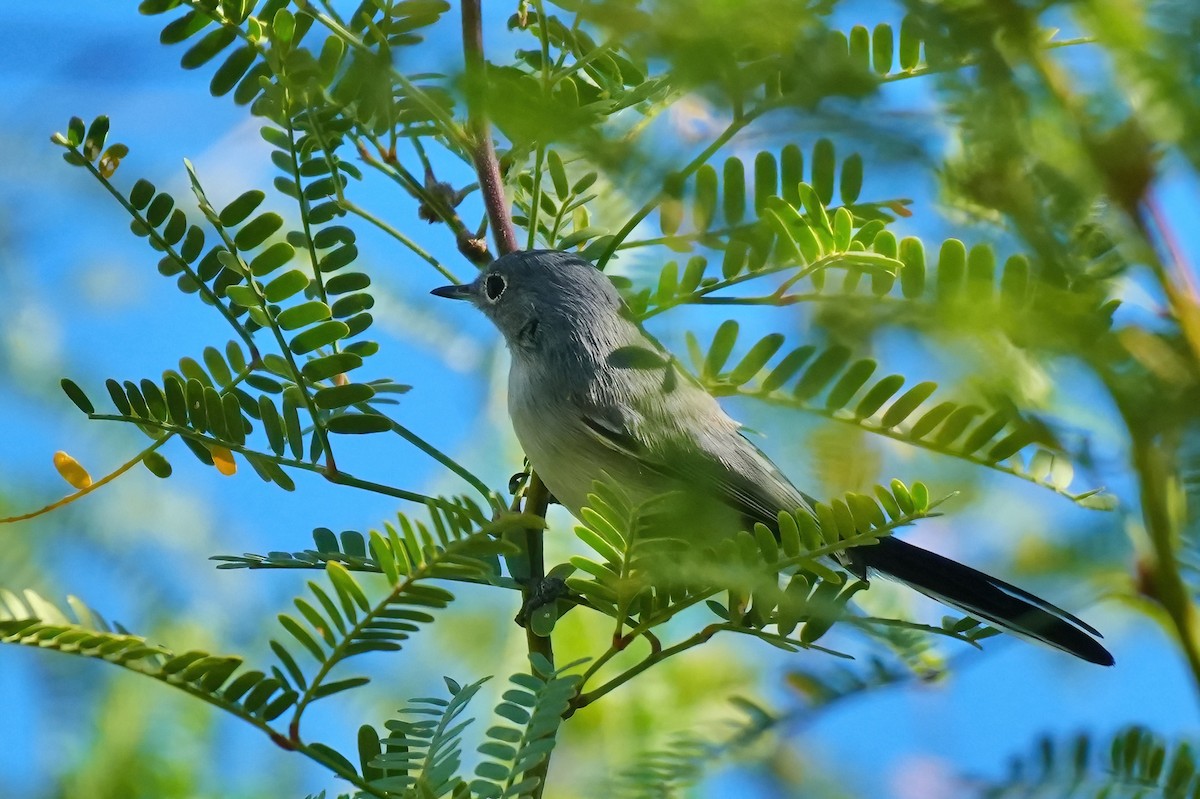 Комароловка сиза [група obscura] - ML645076031