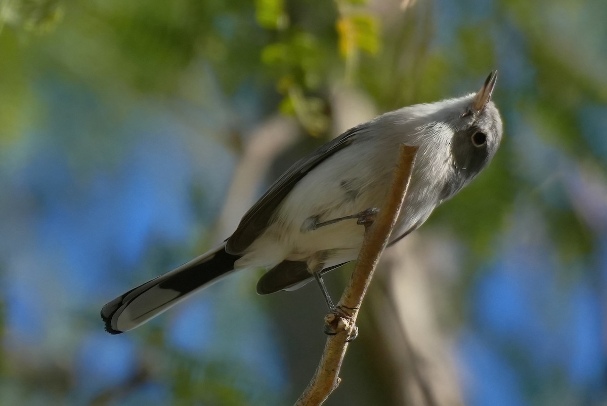 Комароловка сиза [група obscura] - ML645076032