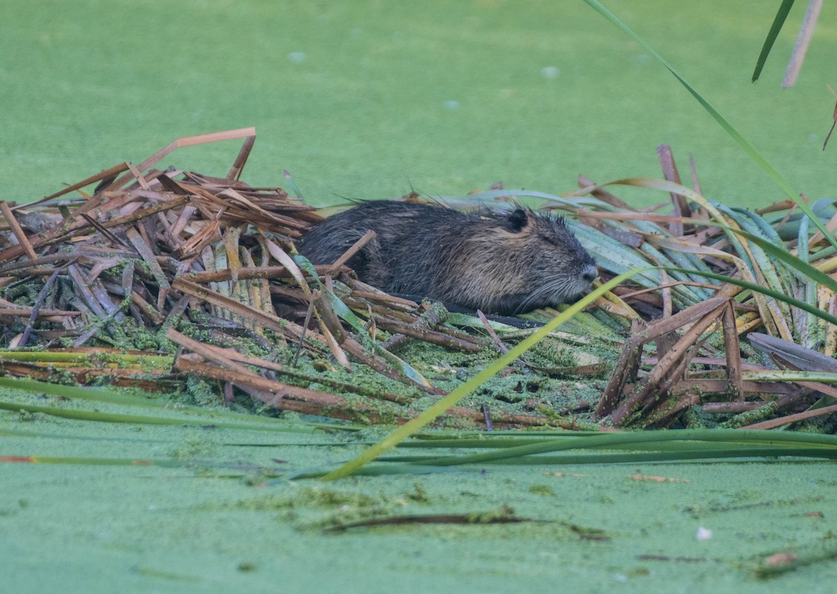 Mammals - ML645076054