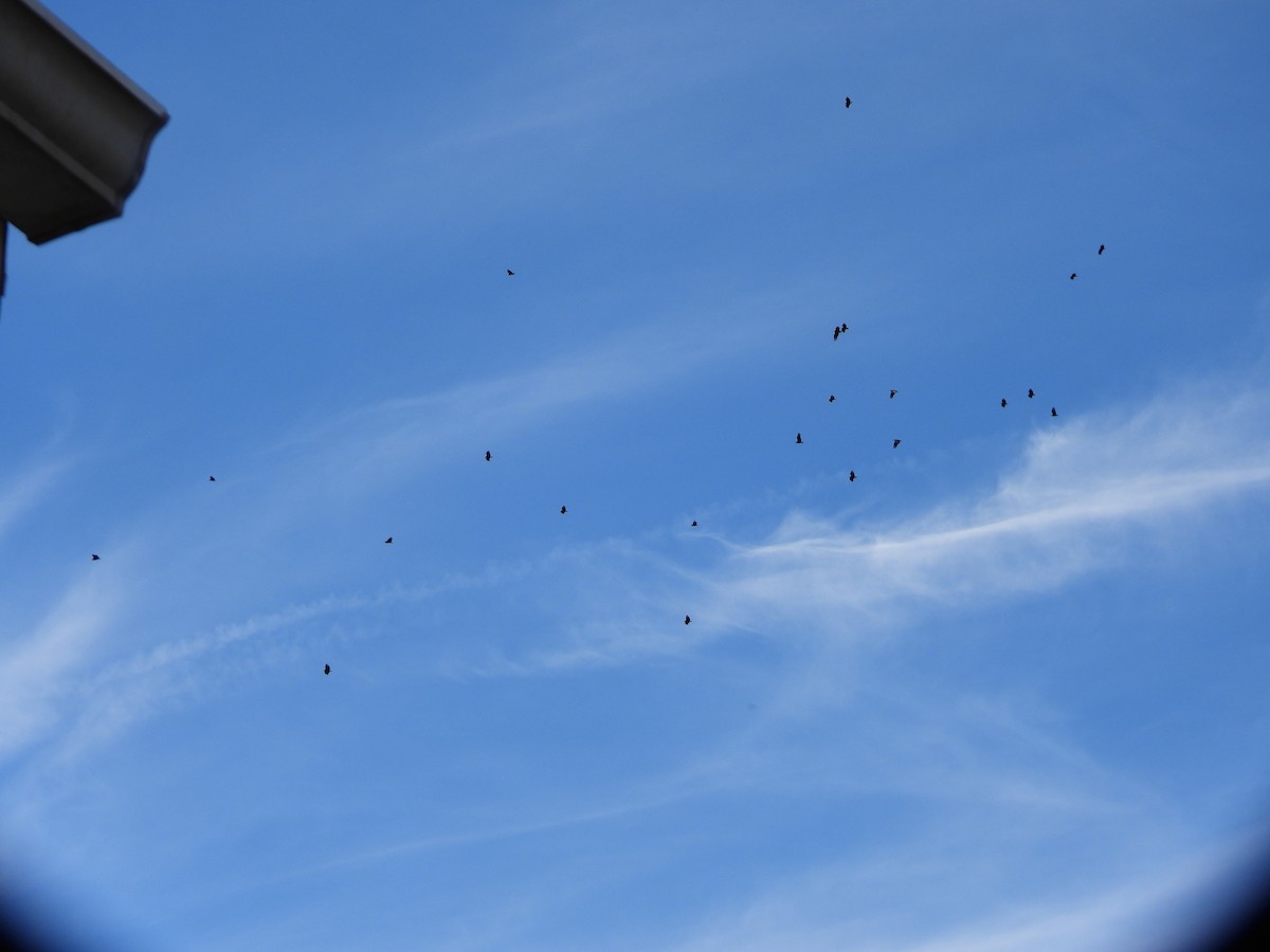 Black Vulture - ML645076084