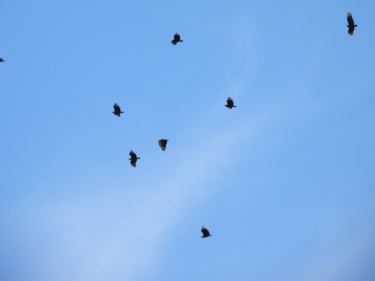 Black Vulture - ML645076085