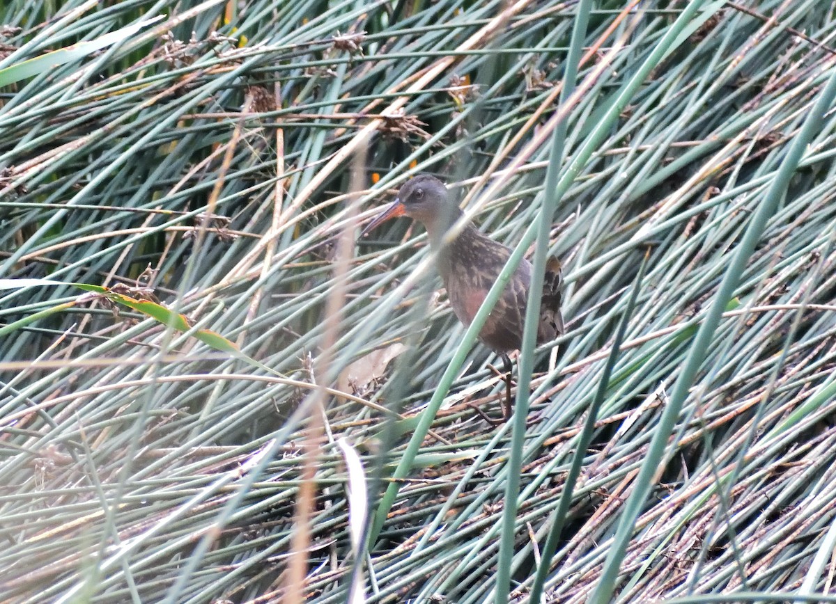 Пастушок віргінський - ML645076104