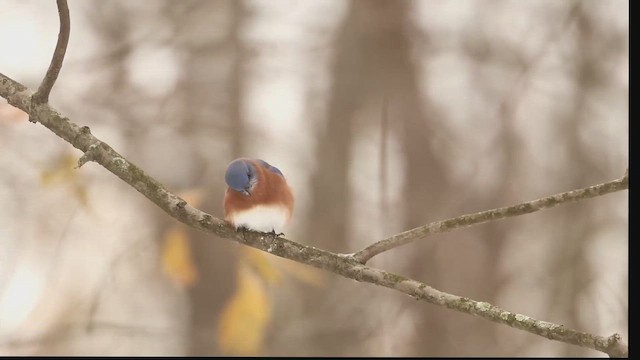 Doğulu Mavi Ardıç - ML645076105