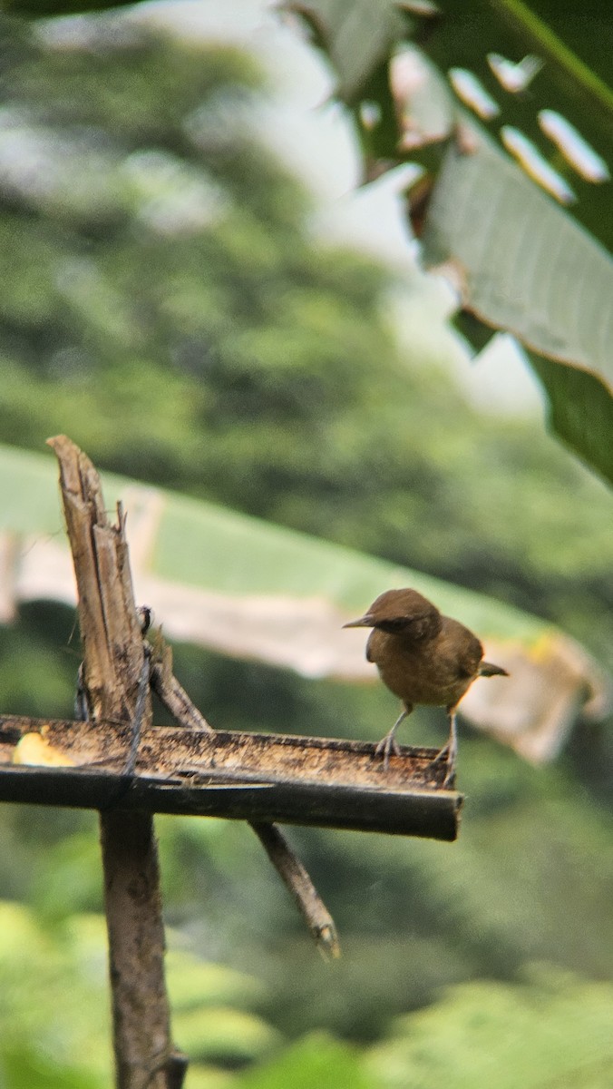 Merle fauve - ML645076111