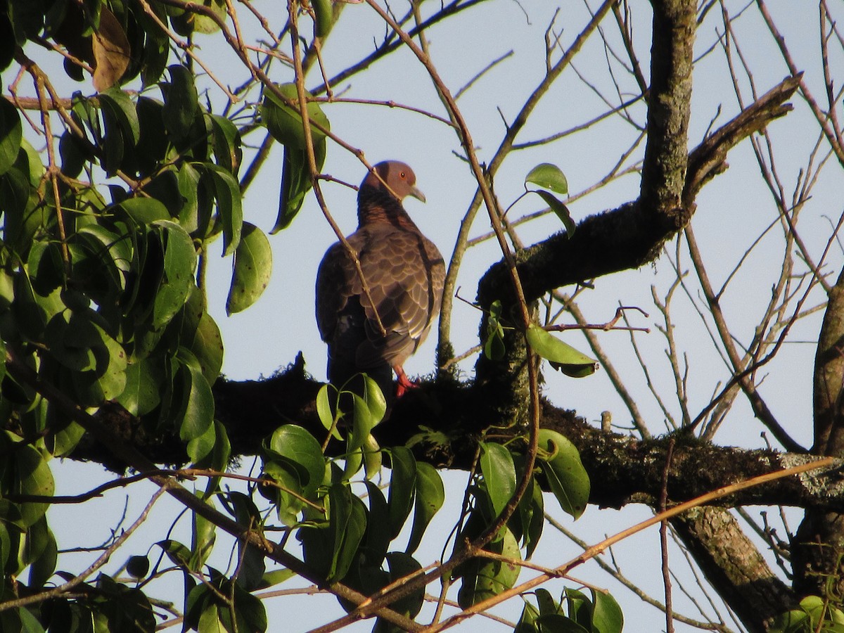 Pikazuro Güvercini - ML645076112