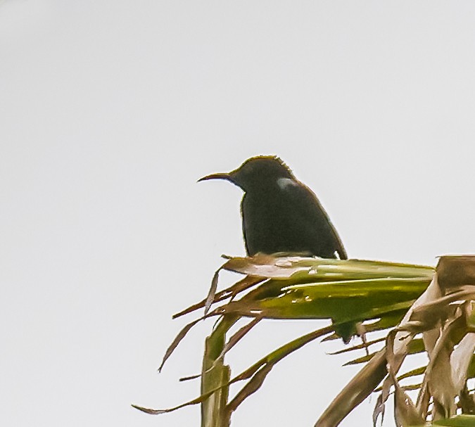 クロタイヨウチョウ - ML645076113