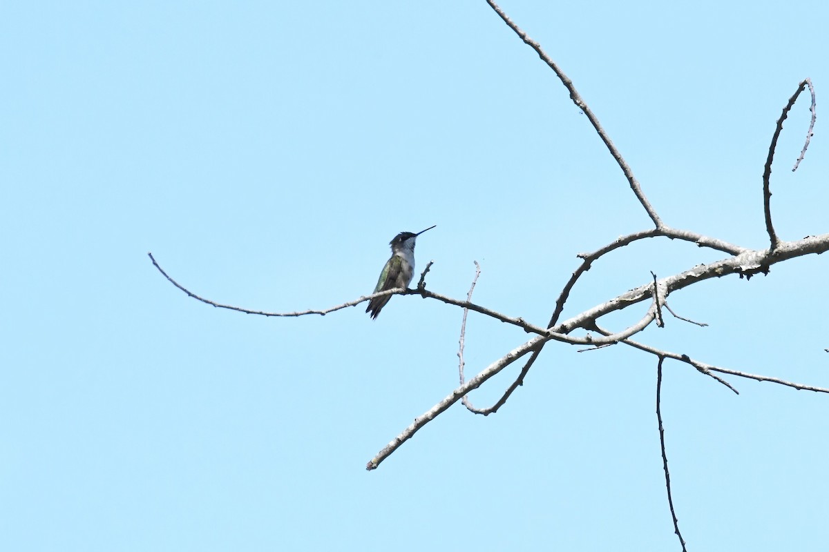 Ruby-throated Hummingbird - ML645076120