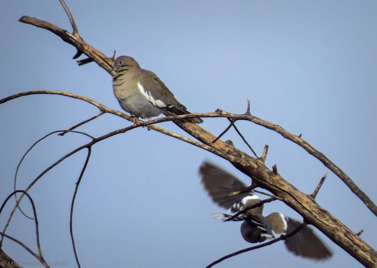 White-winged Dove - ML645076134