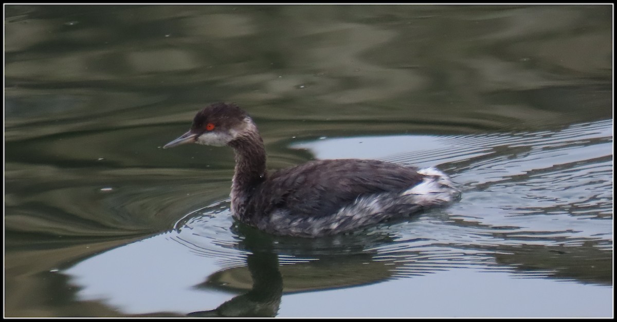 Schwarzhalstaucher - ML645076135