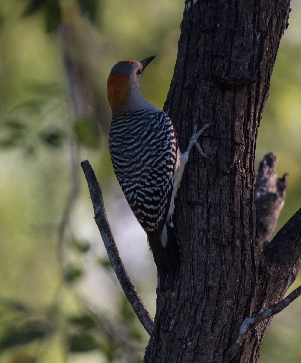 Golden-fronted Woodpecker - ML645076141