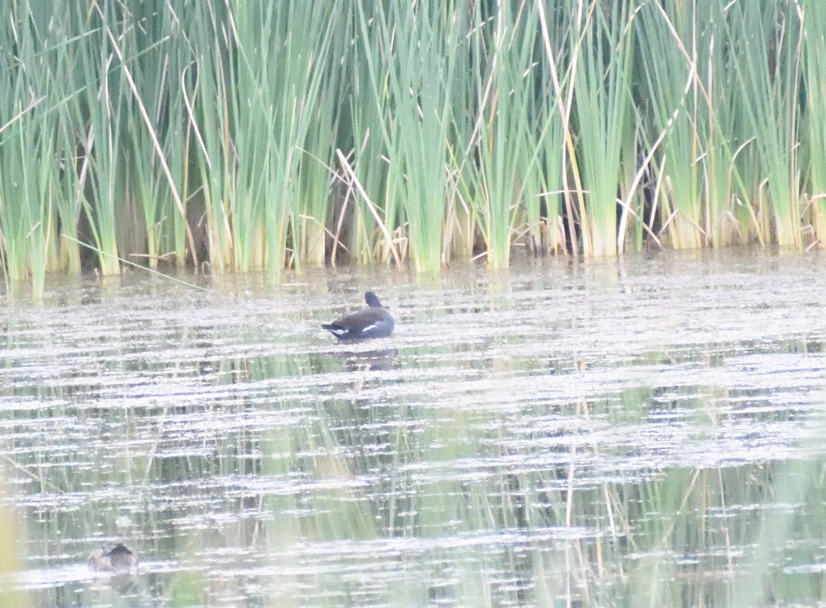 Amerika Sutavuğu - ML645076145