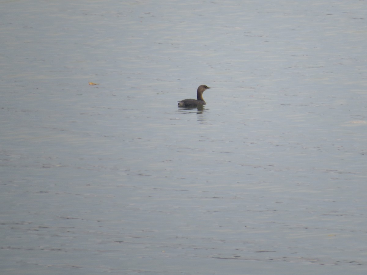 Pied-billed Grebe - ML645076149