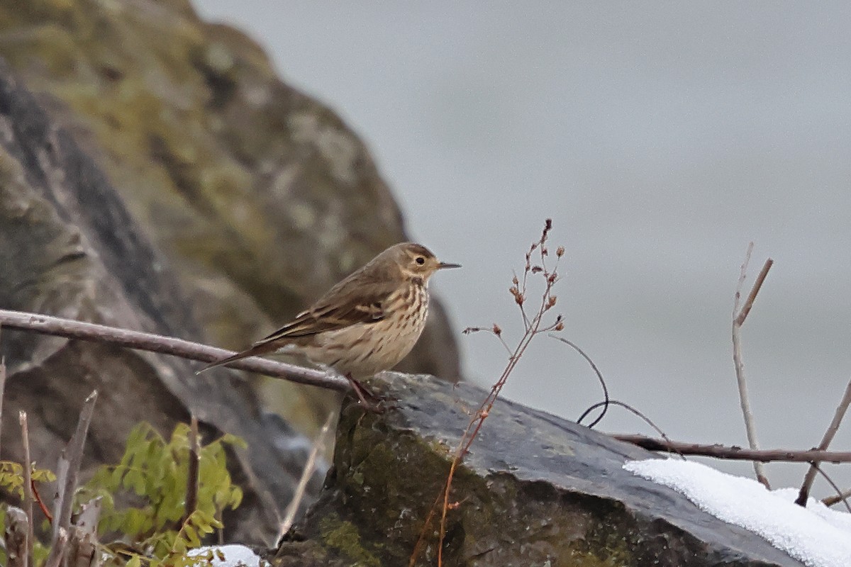 American Pipit - ML645076156